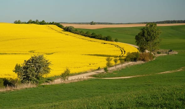 Since I'm rummaging through the archive again and tidying up a bit,another picture that is already a few weeks old..... because even with us the rapeseed has already faded ...!