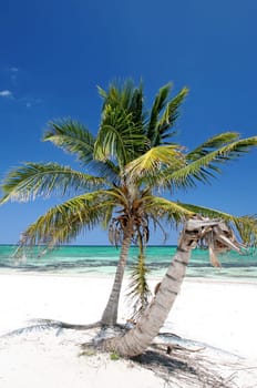 Palm tree