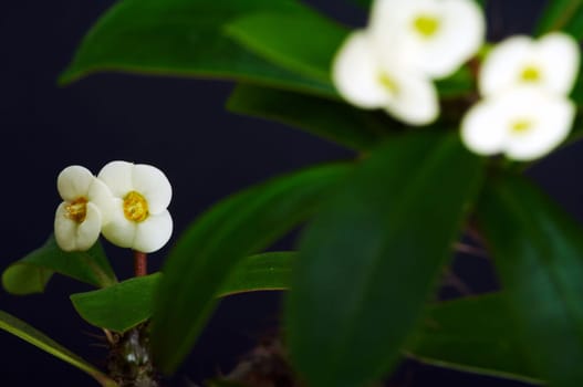Christmas thorn blossoms