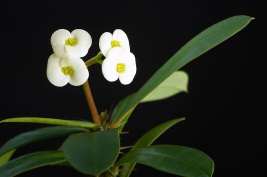 Christmas thorn blossom