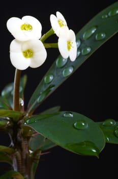 Christmas thorn with drops of water