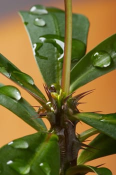 Water droplets on Christmas thorn trunk