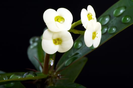 Christmas thorn blossom with drops of water
