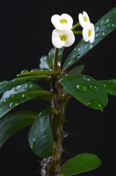 Christmas thorn after rain