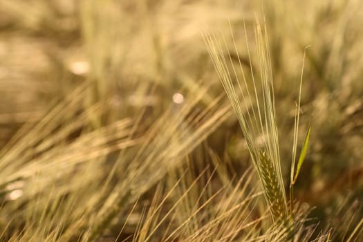 Barley
