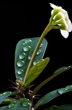 Christmas thorn blossom with drops of water