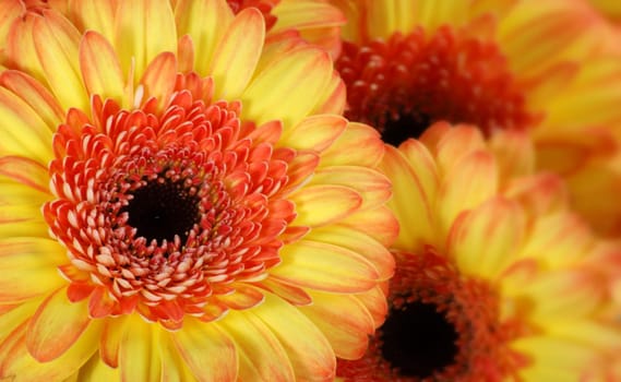 Gerberas close-up
