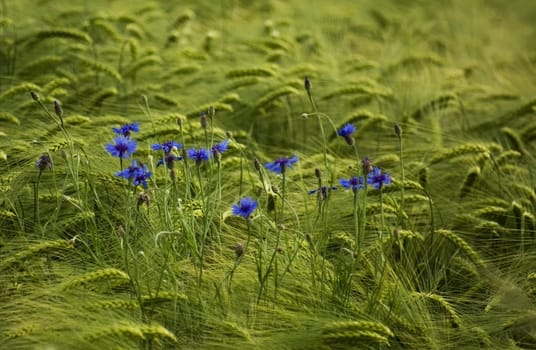 Grain and flowers