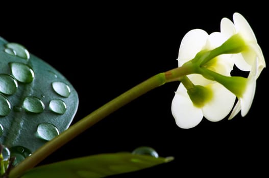 Christmas thorn blossom with drops of water