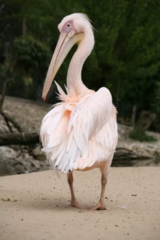 Pelecanus onocrotalus