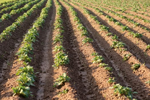 Potato field