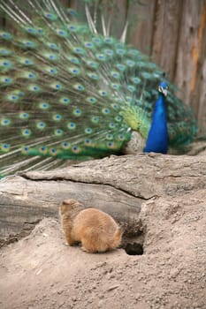 Blue peacock in a prairie dog enclosure