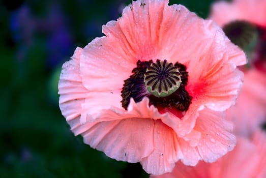 For prose.... and all poppy addicts