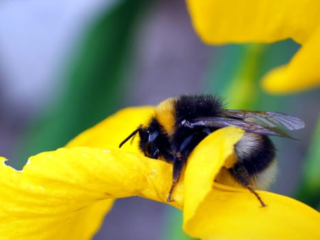 Dark bumblebee