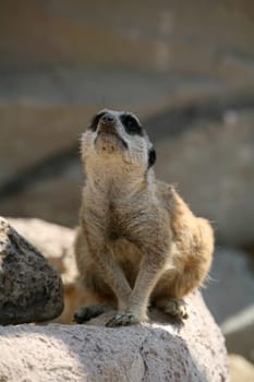 Alert