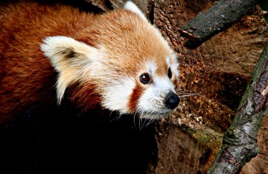 Red Panda