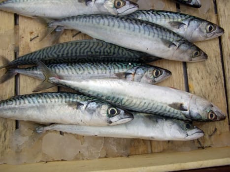Edible fish