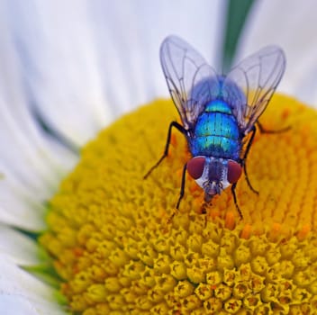 Beautiful blue