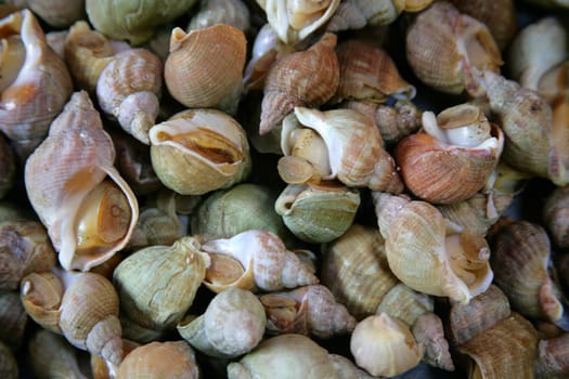 mussels