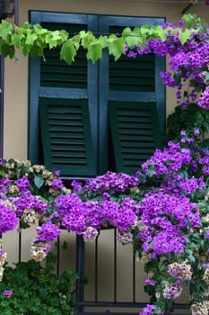 Bougainvillea in front of the window