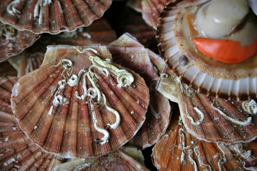 Mussels
