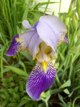 Iris 05