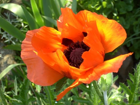 Turkish Poppy 06