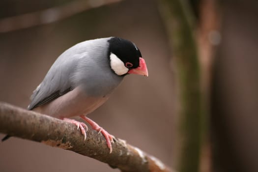 Aviary bird