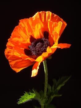 Turkish Poppy 09