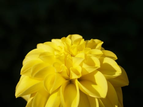 Dahlia
