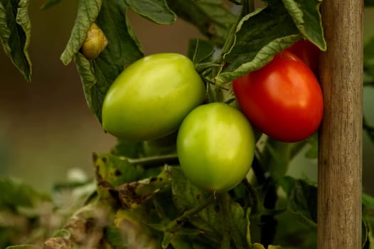 Outdoor tomatoes