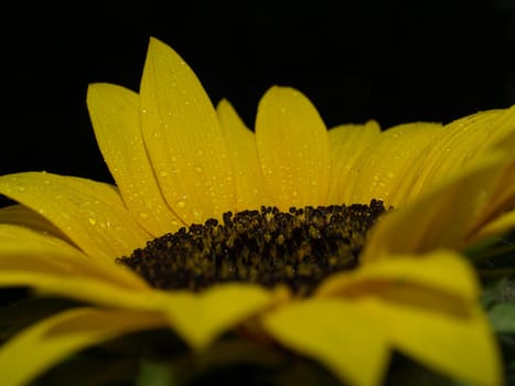 Sunflower after the rain
