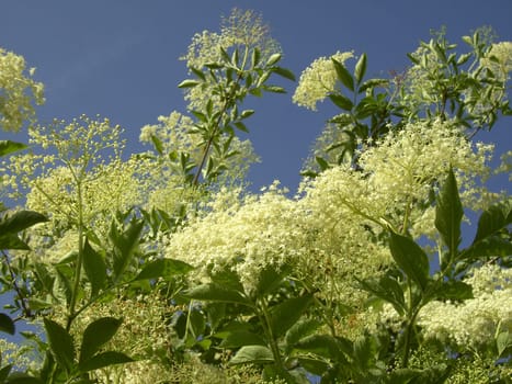 Elderberry 02