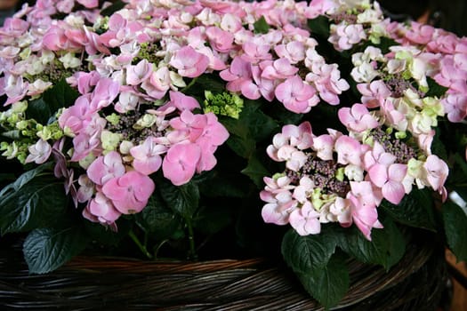 pink hydrangea