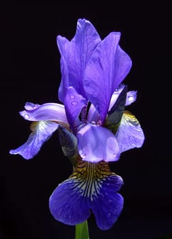 Iris 24