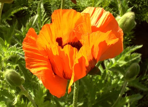 Turkish Poppy 04