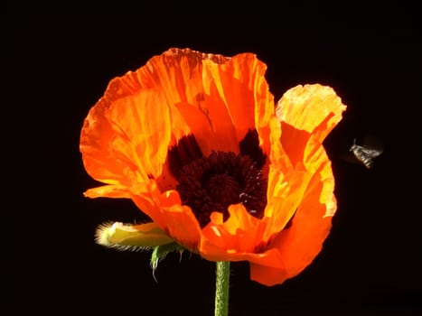 Turkish Poppy 12