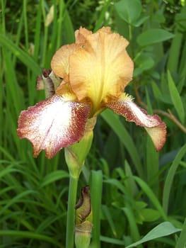 Iris 28