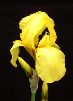 Iris 20