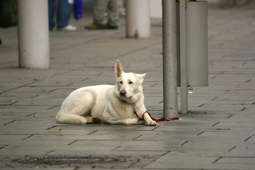 waiting dog