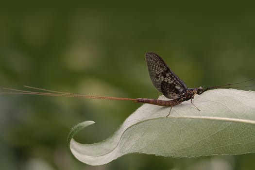 Mayfly
