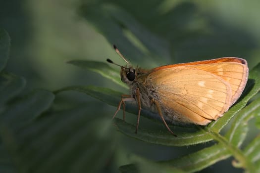 Skipper