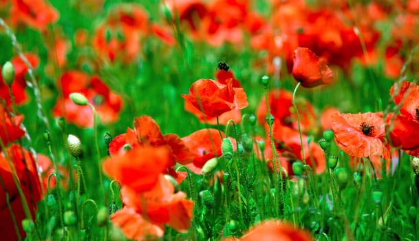 Pollinating Beautiful