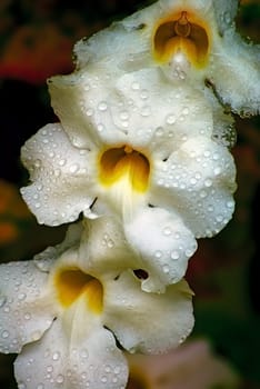 The Cataract of Tears