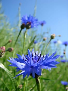 Cornflowers