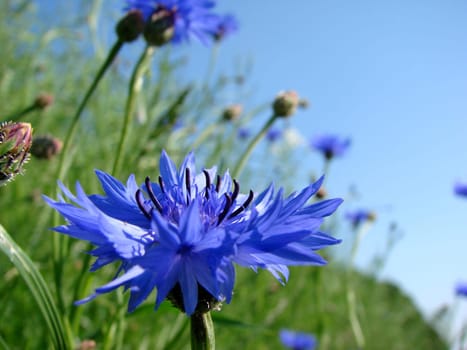 Cornflowers