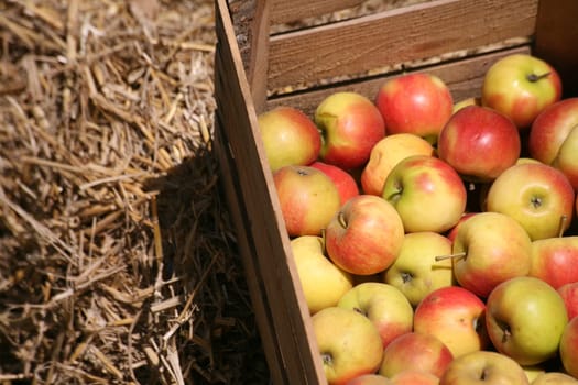 Fruit crate on straw bales