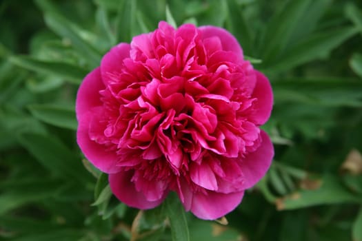 Peony