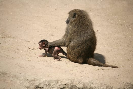 Anubis baboons