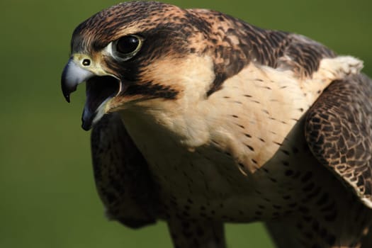 Peregrine falcon